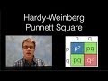 Understanding Hardy-Weinberg and Punnett Squares