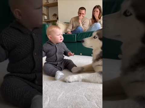 Husky: I understand! I'm leaving🤣🤣🤣