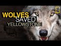 Yellowstone National Park Ecosystem Insights