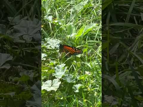 Monarch butterfly visitor #bugs #garden #free #2025 #september