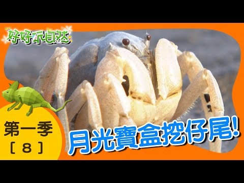 【好好玩自然】八里的蟹老闆與跳跳魚！清白招潮蟹 彈塗魚｜第8集_第ㄧ季｜新北八里｜柳丁哥哥 阿峰老師｜生態探索｜YOYO - YouTube(22分55秒，可分段)