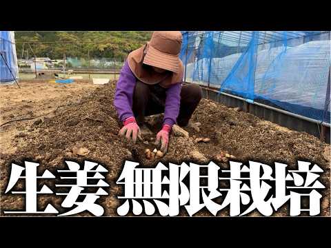 【自前の種イモで今年も豊作を狙います】生姜植え付け【土佐生姜】【名前はわからないけど赤い生姜】