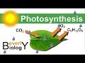 Exploring the Process of Photosynthesis