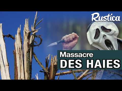 Haie au bord de route : éviter le massacre de l’épareuse