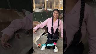 Pet Cow & its Father - Nadipathy Cattle  #cow #wow #lol #farming #now  #farm #yt  #littleradhe