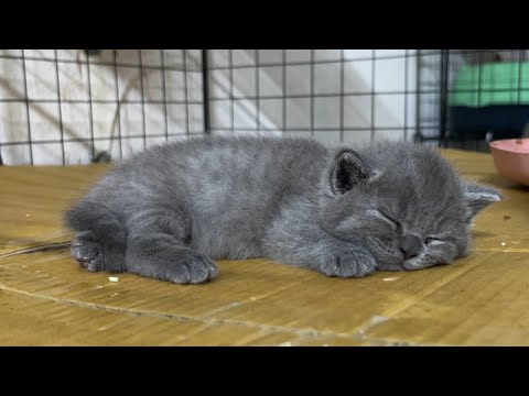 The kitten has blue-gray fur just like the mother cat.