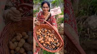 నల్ల బంగాళాదుంపలు చూశారా ఎప్పుడైనా ?@MADGARDENER #gardening #garden #organicgardening #farming