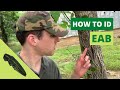 Emerald Ash Borer Identification and Impact