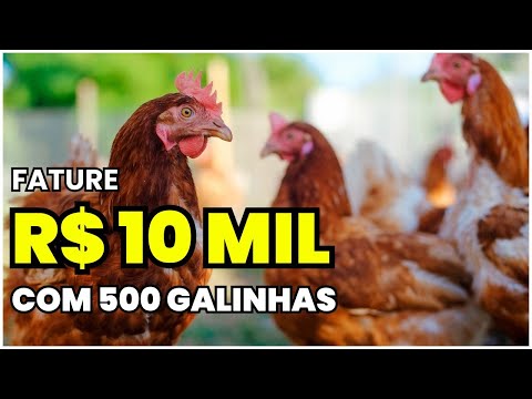 Como LUCRAR R$ 10.000 por mês com 500 Galinhas: Segredos revelados