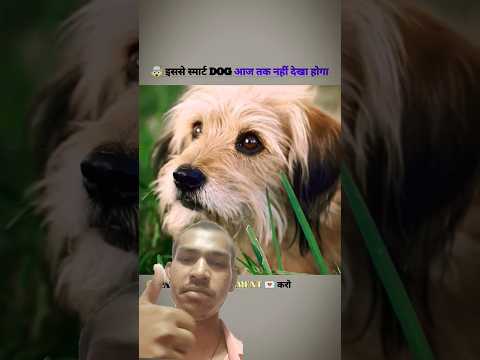 A small dog then this till date #dogs #shorts #emotional