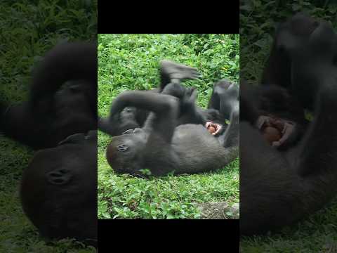 gorilla fun playing 😆 #gorillatag #金剛猩猩 #台北市立動物園 #shorts