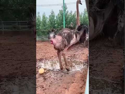 Why Do People Catch Ostrich Eggs Like This?" #shorts #facts