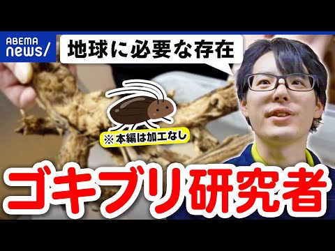 【ゴギブリ研究】数万匹飼育！嫌われ者イメージを払拭したい？奥深いGの世界｜アベプラ