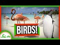 Birds and Their Fascinating Behaviors