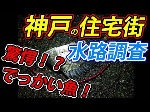 神戸の住宅街の水路調査！そこそこ大きな魚が釣れました！釣りメン