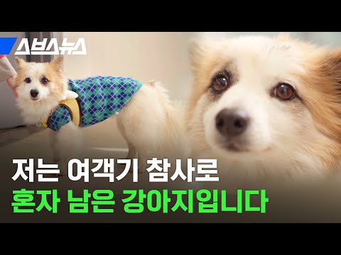 참사로 가족 다 잃은 반려견 푸딩이 직접 만나봄 / 스브스뉴스