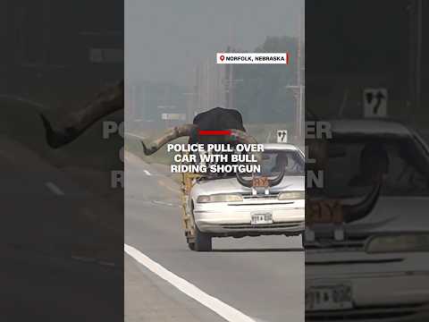 Police pull over car with bull riding shotgun