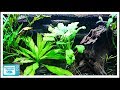 Aquarium Plant Care Basics