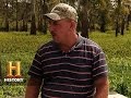 Cypress Trees and Their Unique Characteristics