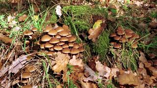Křehutka vodomilná Psathyrella piluliformis Music: Václav Hálek Violoncello: Vladimír Sůva