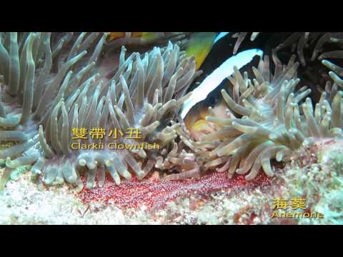 海洋生物的共生 Marine Life Symbiosis - YouTube(1分33秒)