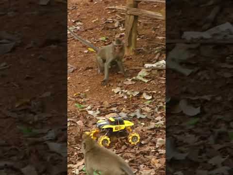 Monkey video Prank monkey #funny #monkey #monkeyvideo #animals #funnyanimal #monkeyshow #animals