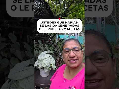 cuando te piden plantas regaladas #plantas #artemodayplantas #jardin