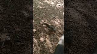 Ardilla en el camino