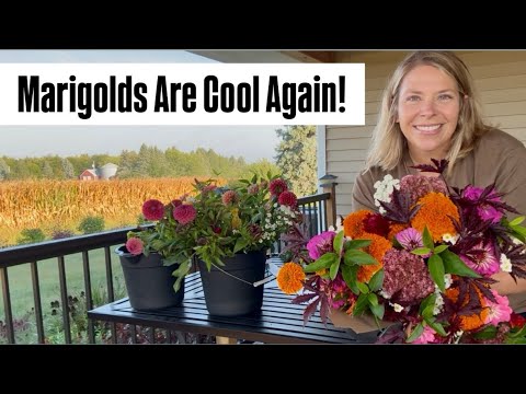 Flower Farming: Are Marigolds Cool Again? : late season cut flower bouquet making : Zone 5 :