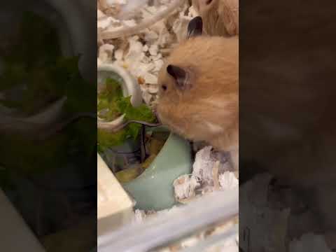 忙しい朝に合わせて?短め動画#shots #cat #好きな子猫 #モフ猫 #hamster #子ネコ #ハムスター #cute #キンクマ #ロボロフスキー #ハチワレ 、