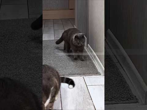 ダウン症の猫