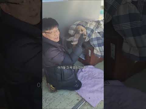 강아지가 너무 좋아서 맨날 남의 강아지까지 챙겨주는 아빠 #shorts #시골강아지 #시고르자브종 #아빠와강아지