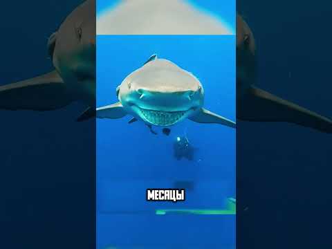 Акула улыбнулась дайверу🦈😀
