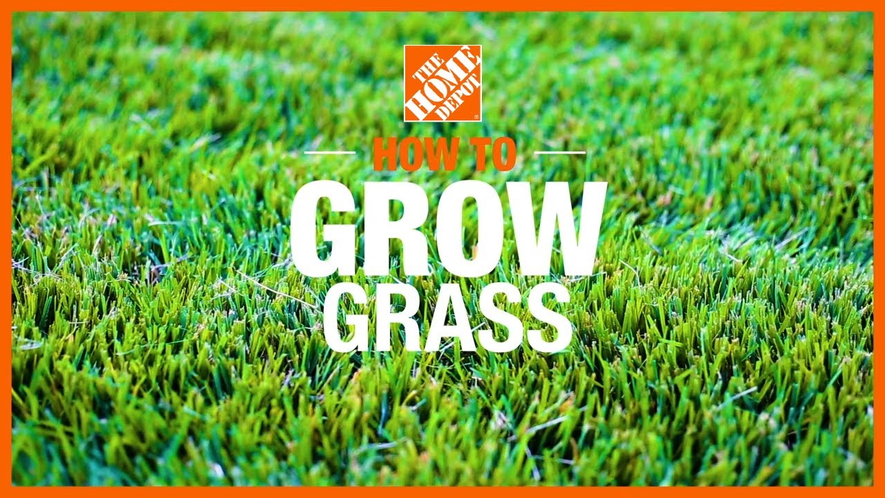 How to Grow Grass