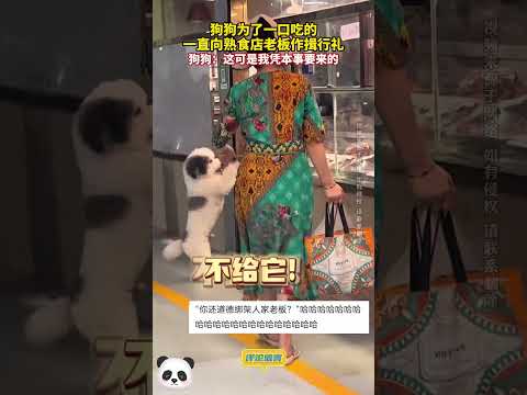 😂狗狗爲了一口喫的一直向熟食店老闆作揖行禮，狗狗：這可是我憑本事要來的~（來源：⑨④穎寶）#shorts #china #DynamicChina