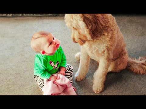 BABY vs. ANIMAL - Funniest Babies With Animals Compilation || Cool Peachy