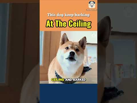 This dog keep barking at the ceiling
