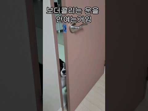 보더콜리에게 문은 귀찮아서 안여는 것일 뿐