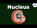 Cellular Organelles and the Nucleus