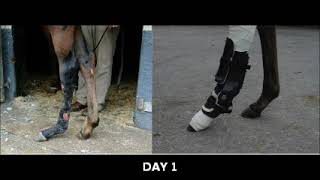 Foal with Complete Laceration of Flexor Tendons and Suspensory Ligament