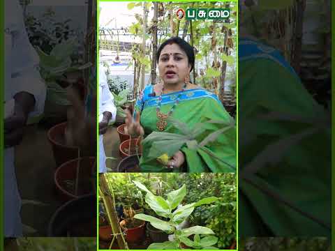 தானா முளைச்ச வெள்ளை எருக்கு | பாடகர் அனிதா குப்புசாமி தோட்டம்!