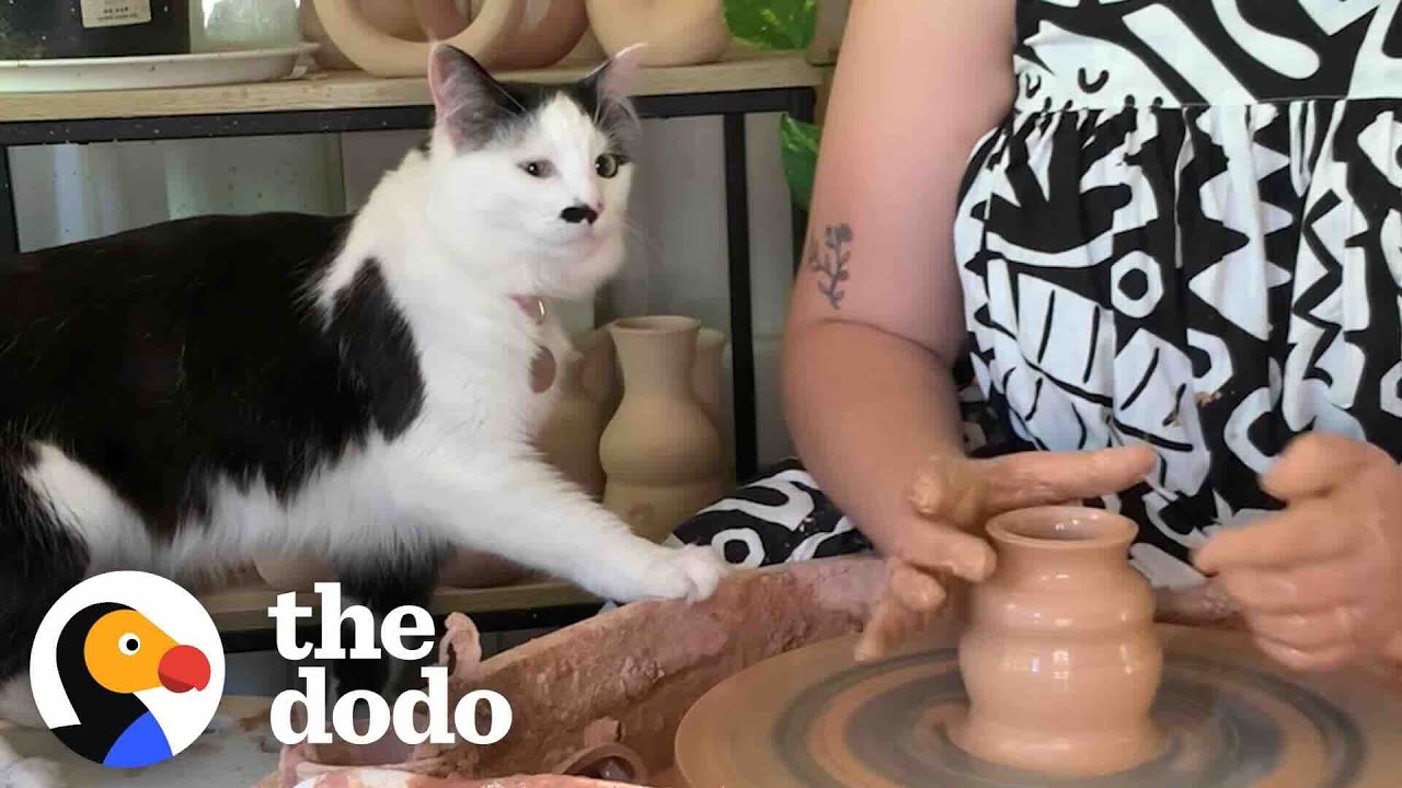 Cat Can't Get Enough Of Mom's Pottery Wheel - The Dodo