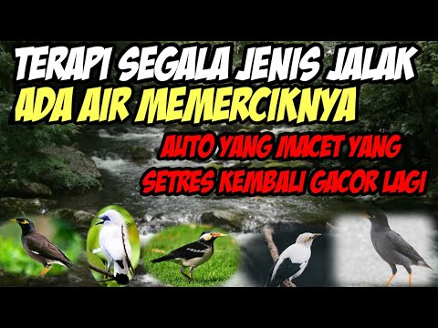 terapi segala jenis jalak paling ampuh langsung gacor lagi‼️