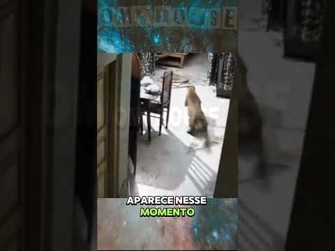 O LEOPARDO INVADIU A CASA E FOI RECEBIDO POR PITBULL