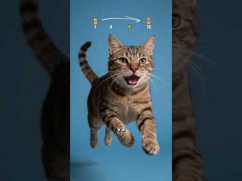 ¿Qué le pasa a tu gato si se cría rodeado de perros? 🐱#shorts