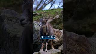 Пожарные Взяли на Работу Горных Коз