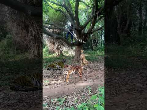 chatching real tiger ??#shorts #youtubeshorts #trending #viral #viralvideos