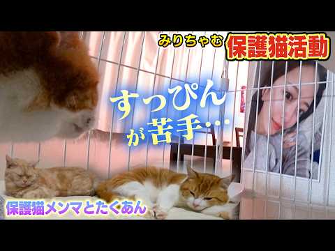 【保護猫生活】すっぴんのみりちゃむに茶トラ猫のたくあんとメンマが！！（嗚呼!!みんなの動物園）