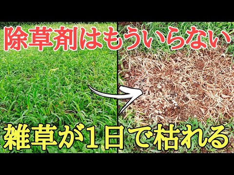 夏の雑草対策｜何もしなくても雑草が枯れる方法を紹介します。