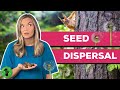 Seed Dispersal Mechanisms and Characteristics